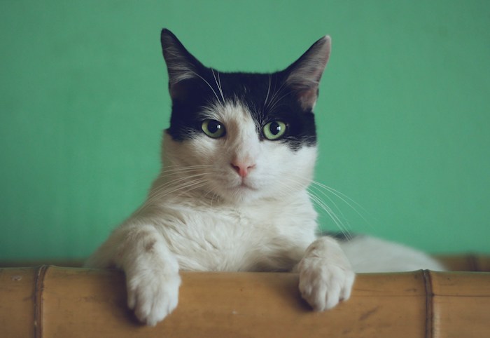 Gato em foto ilustrativa