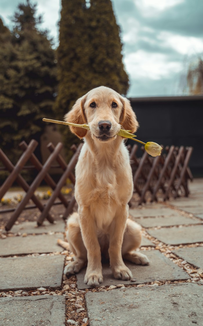 Cachorro de pelagem dourada em foto ilustrativa